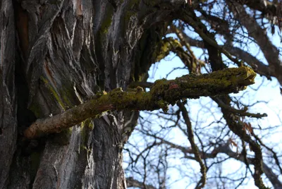 DSC_0034 (Large).JPG